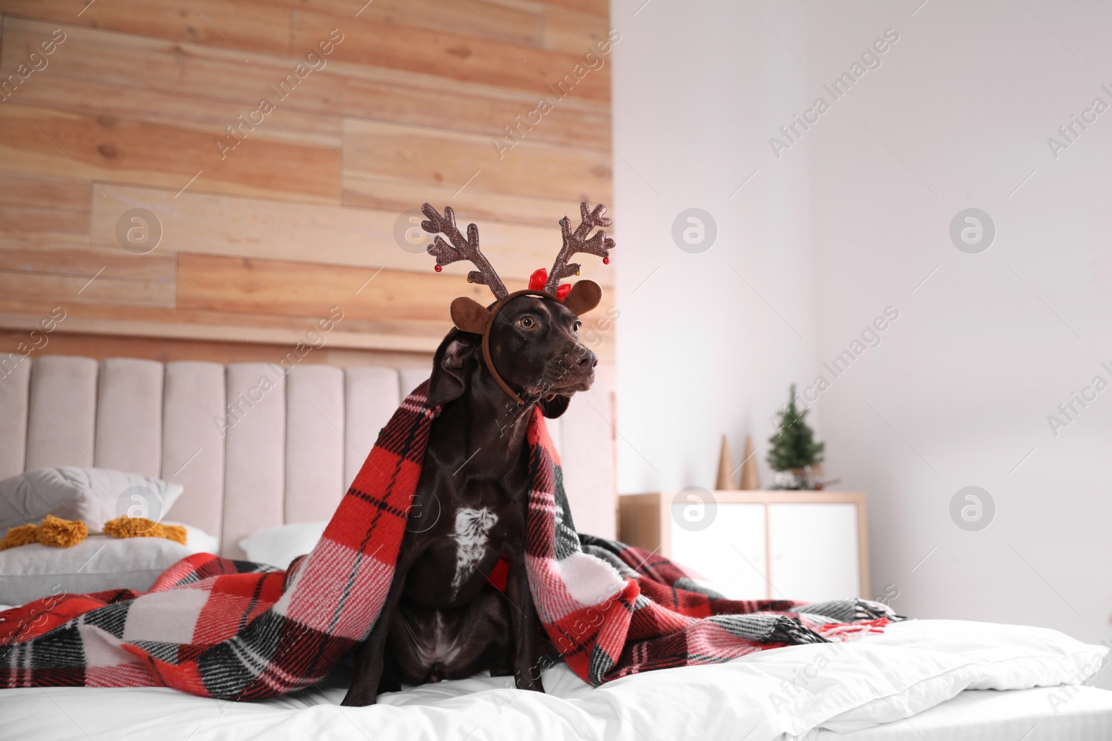 Photo of Cute dog in reindeer headband on bed at home. Christmas celebration