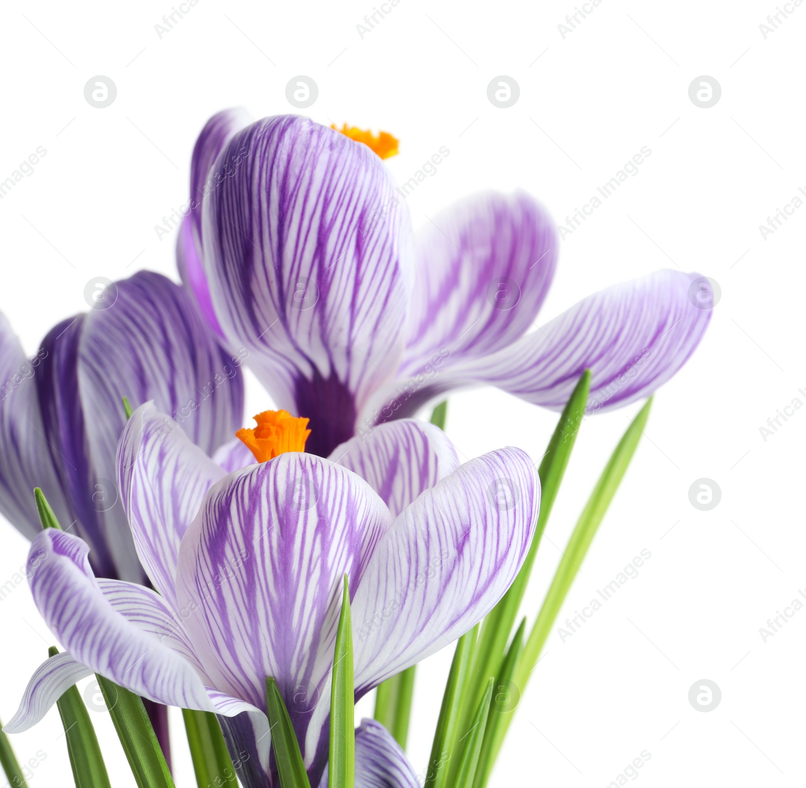 Photo of Beautiful spring crocus flowers on white background