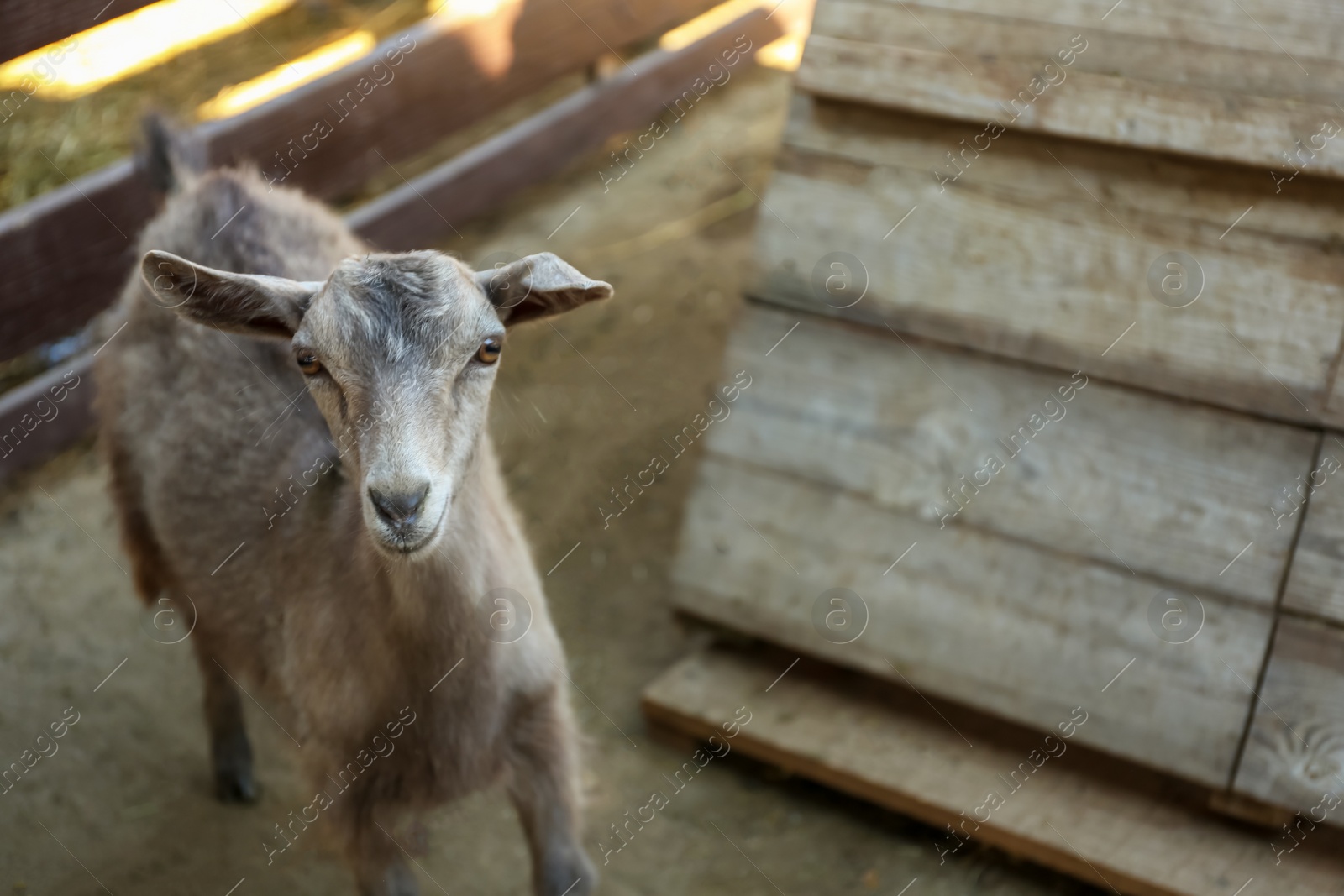 Photo of Cute little goatling on farm. Animal husbandry