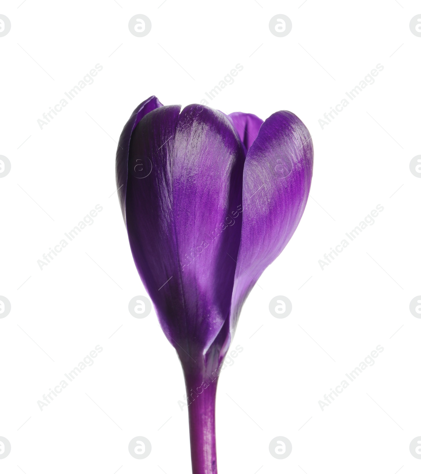 Photo of Beautiful spring crocus flower on white background