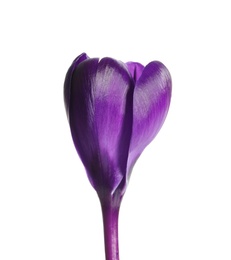 Photo of Beautiful spring crocus flower on white background