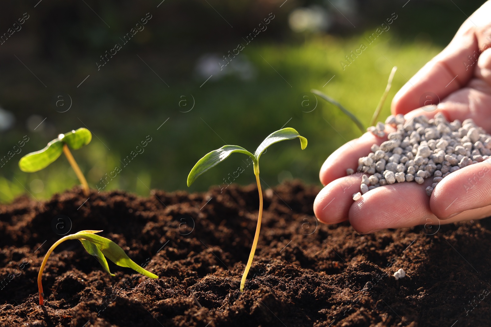 Photo of Man fertilizing soil with growing young sprouts outdoors, closeup