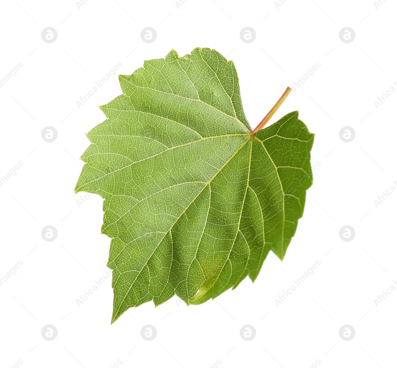 Photo of Fresh green grape leaf on white background