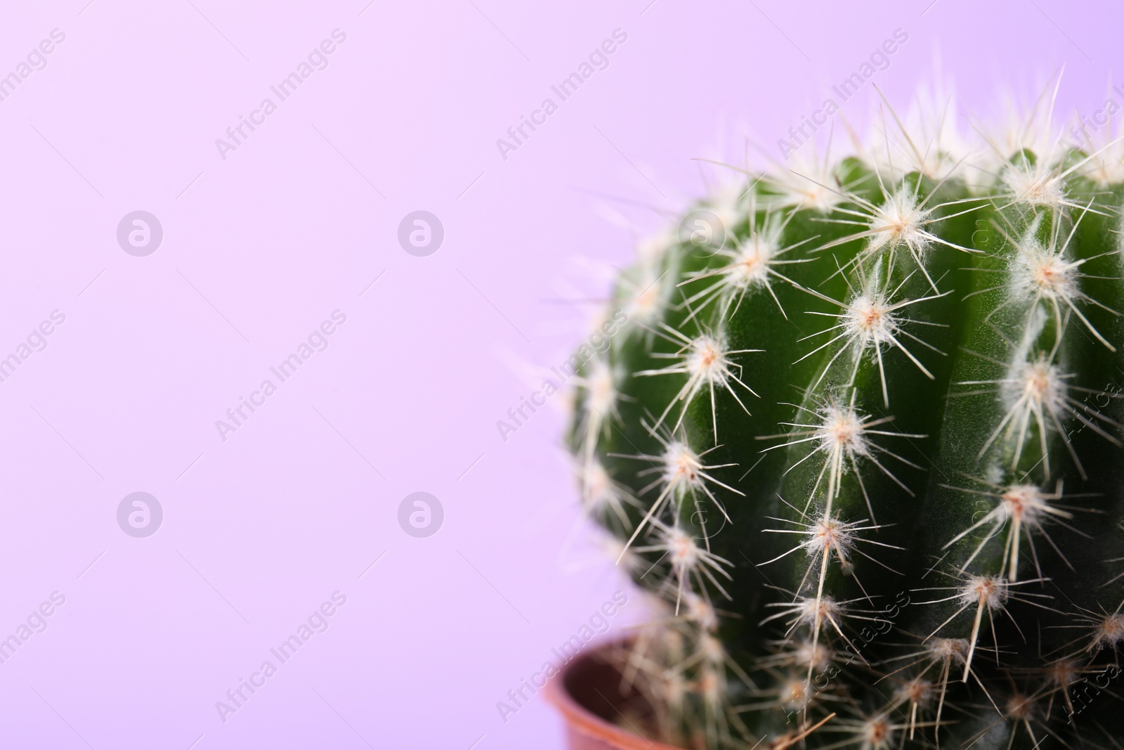 Photo of Beautiful green cactus on violet background, closeup with space for text. Tropical plant