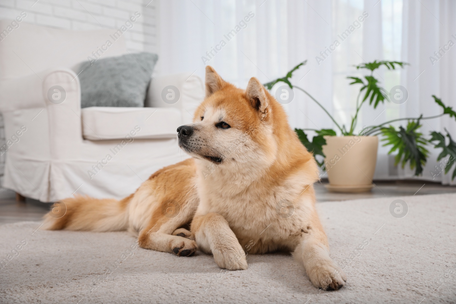 Photo of Cute Akita Inu dog on floor in living room