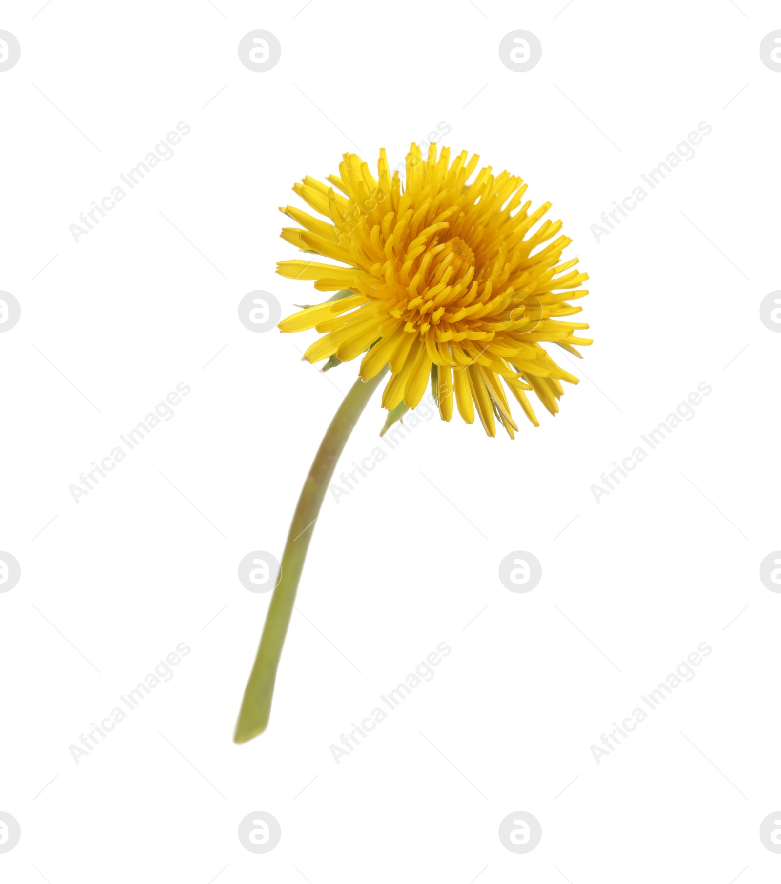 Photo of Beautiful blooming yellow dandelion isolated on white