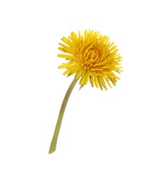 Photo of Beautiful blooming yellow dandelion isolated on white