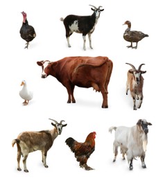 Different farm animals on white background, collage
