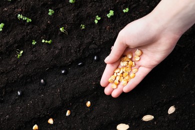 Photo of Woman with corn seeds near fertile soil, top view. Vegetable growing