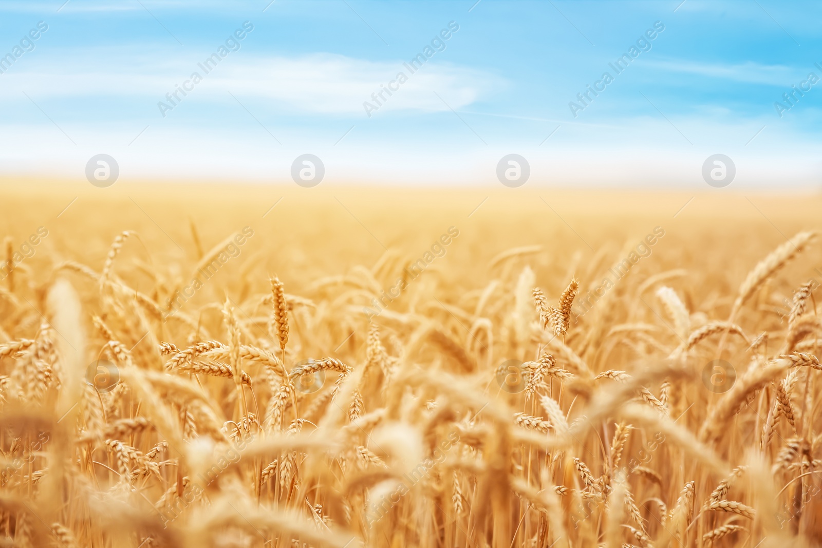 Photo of Wheat grain field on sunny day. Cereal farming