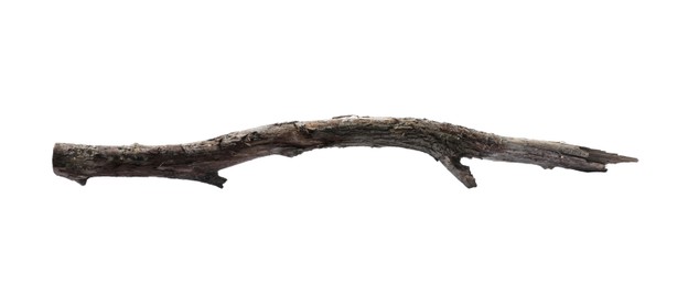 Photo of Old dry tree branch isolated on white