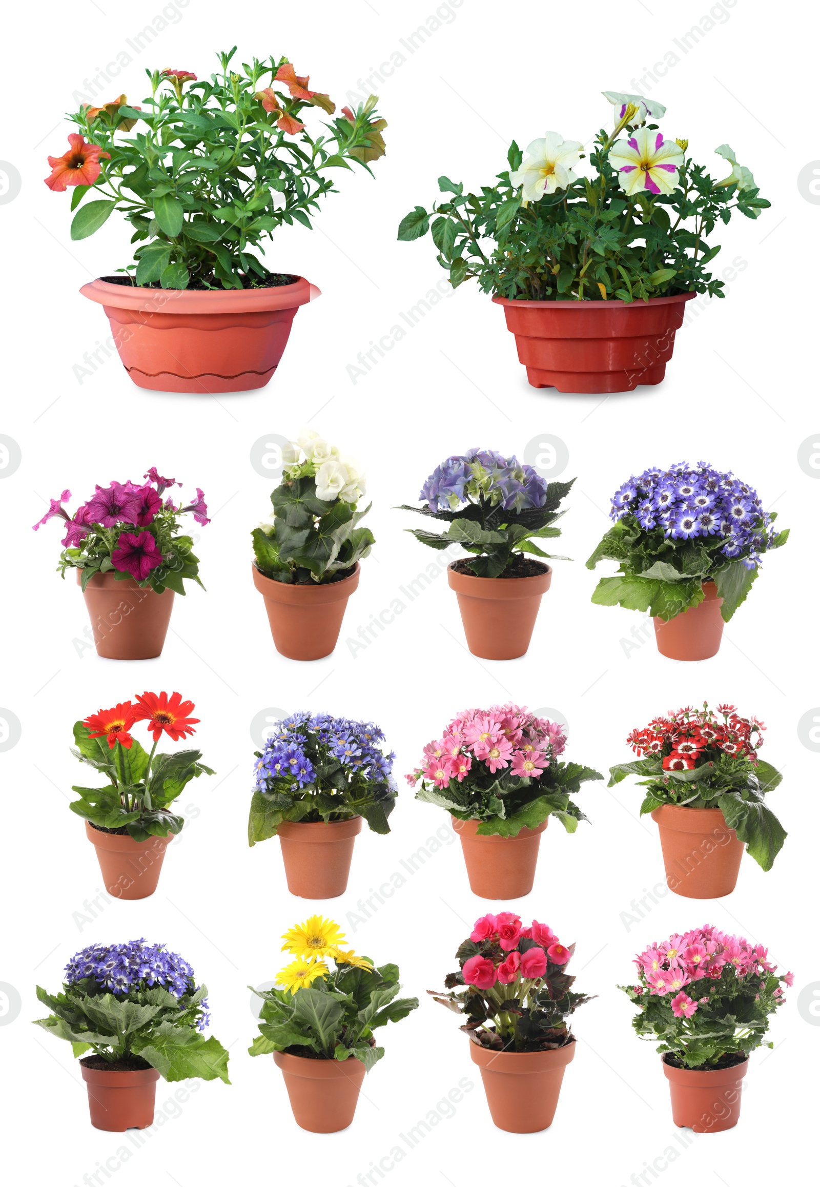 Image of Collection of beautiful flowers in pots on white background 