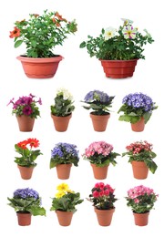 Image of Collection of beautiful flowers in pots on white background 