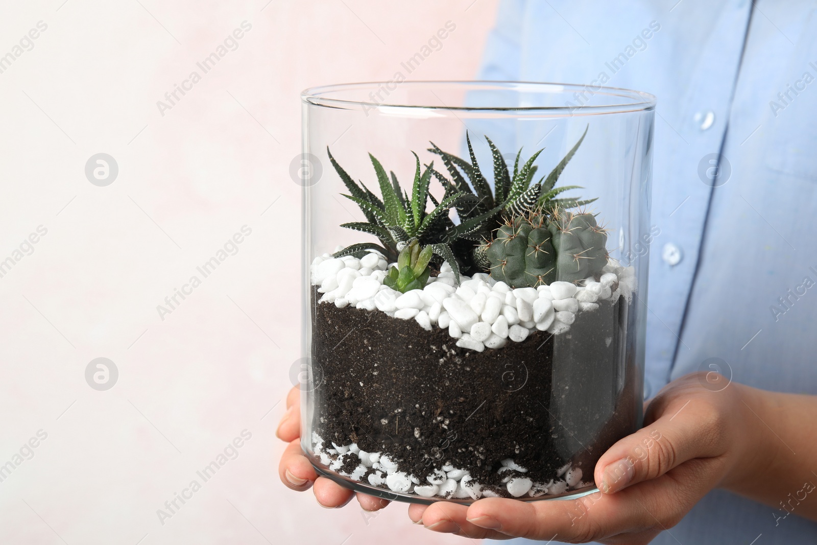 Photo of Woman holding florarium with different succulents on color background, closeup. Space for text