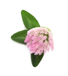 Beautiful blooming clover flower with green leaves on white background, top view