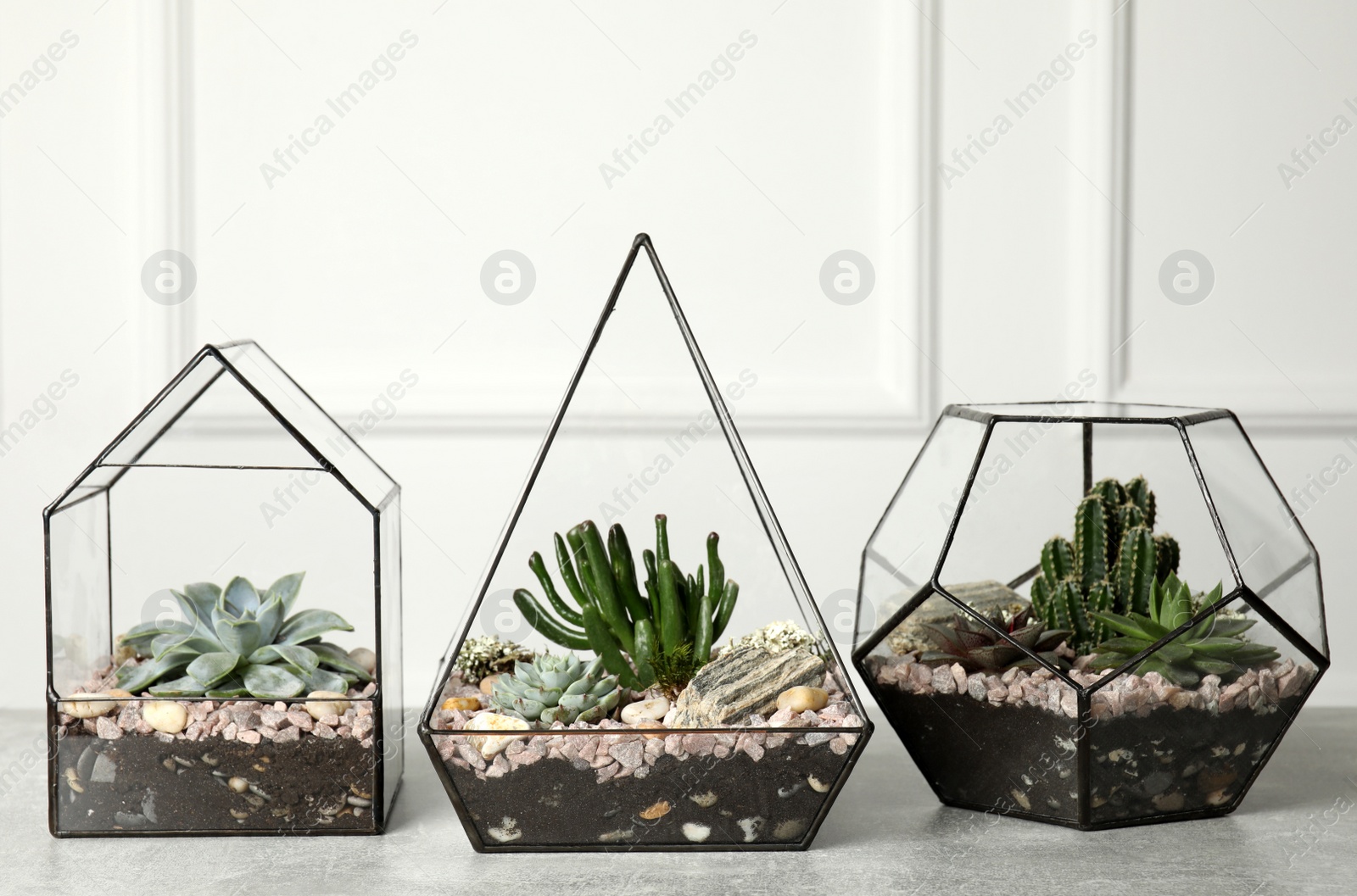 Photo of Different florariums with beautiful succulents on grey table against white background