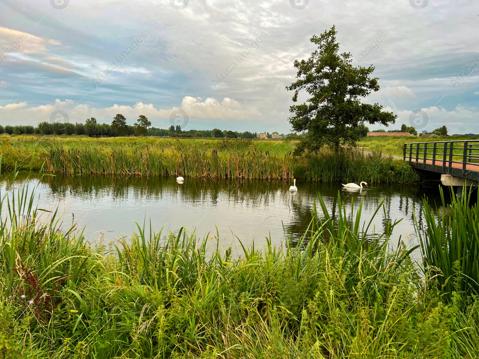 Photo of Beautiful view of swans on river, reeds and cloudy sky