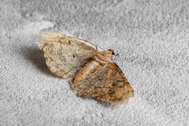 Photo of Dying alcis repandata moth on light textured background, closeup