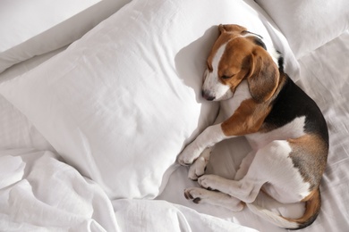 Photo of Cute Beagle puppy sleeping on bed, top view. Adorable pet
