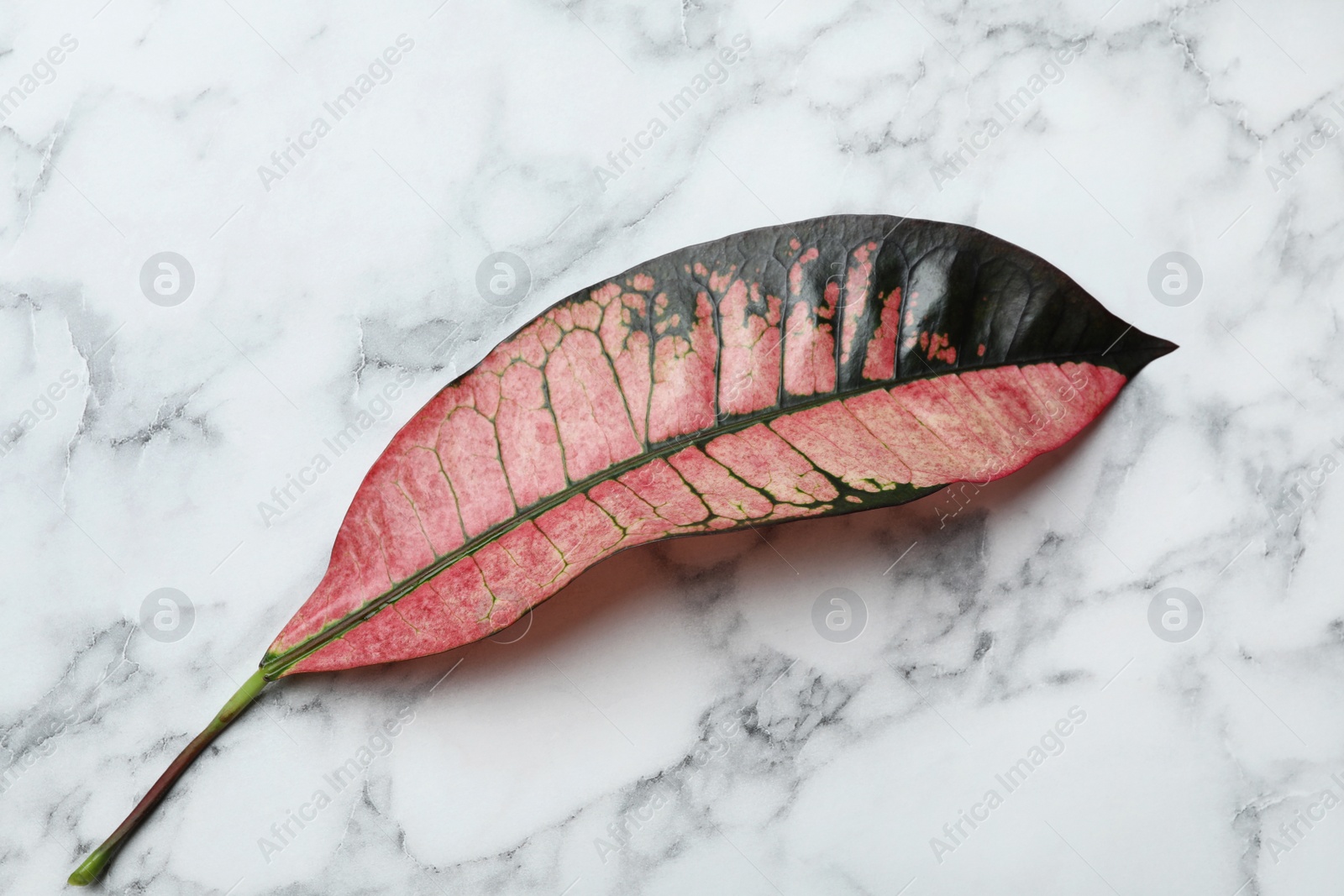 Photo of Leaf of tropical codiaeum plant on marble background