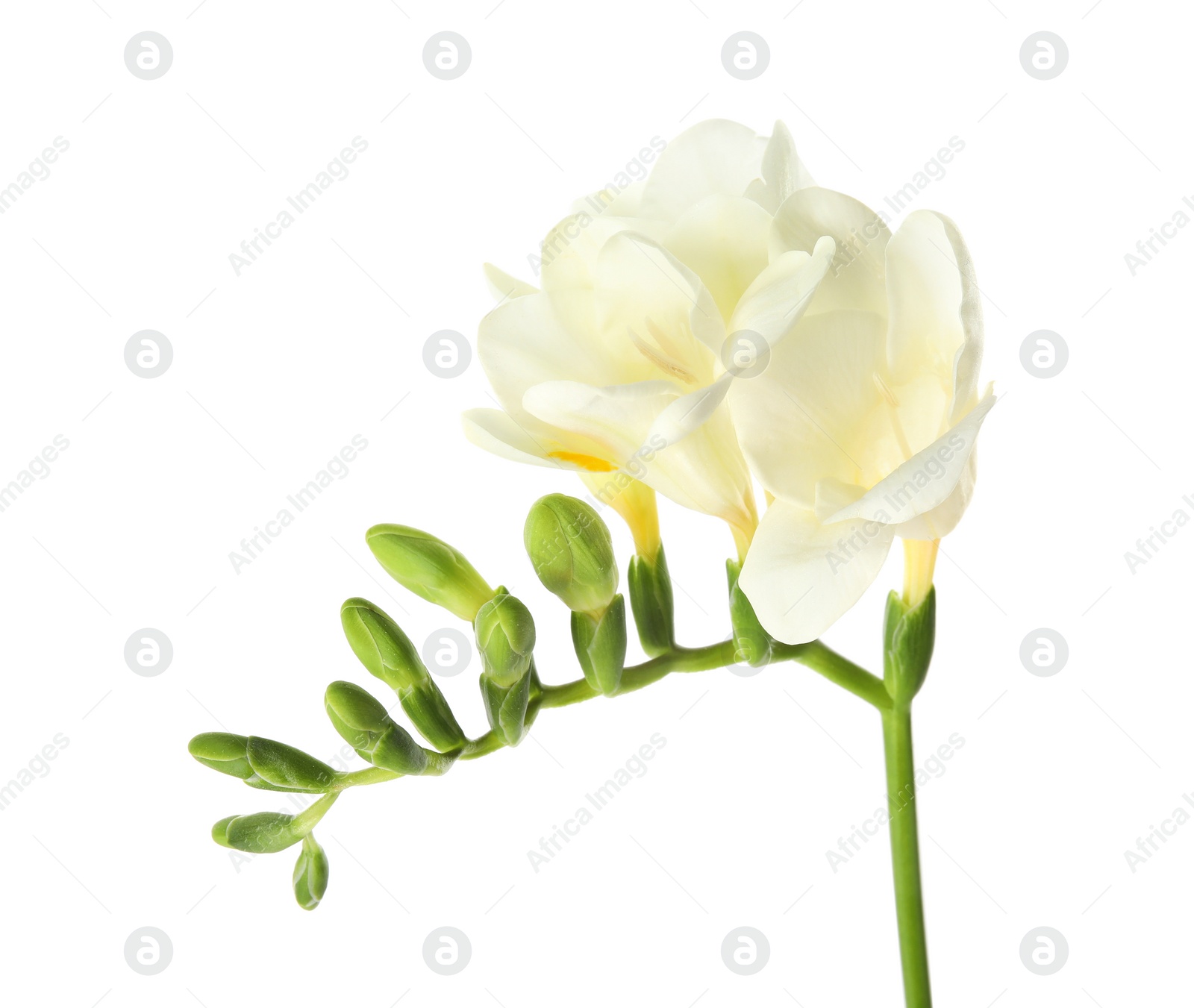 Photo of Beautiful freesia with fragrant flowers on white background