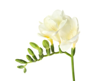 Beautiful freesia with fragrant flowers on white background