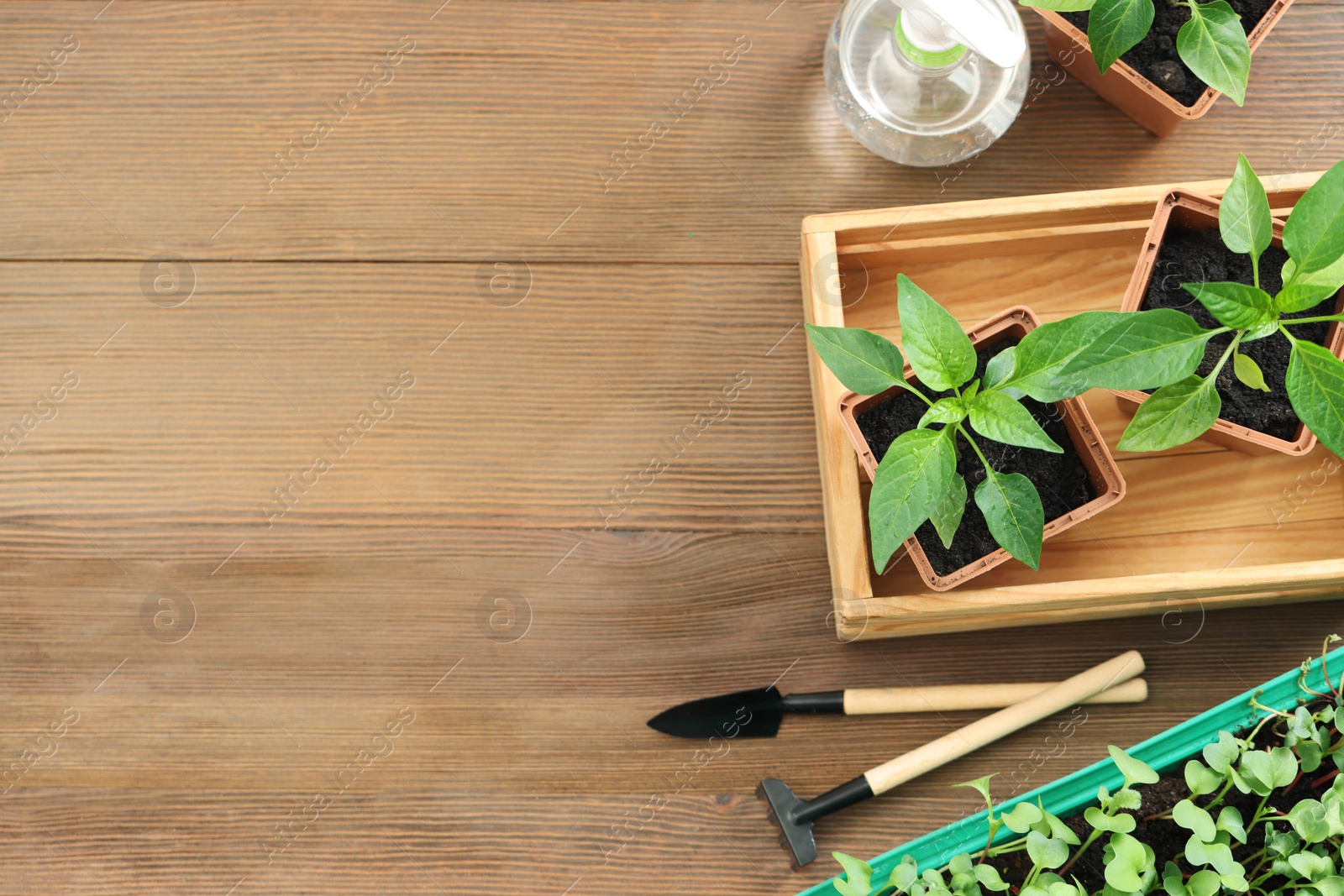 Photo of Seedlings growing in plastic containers with soil and gardening tools on wooden table, flat lay. Space for text