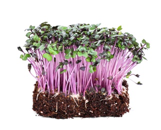 Photo of Fresh organic microgreen in soil on white background