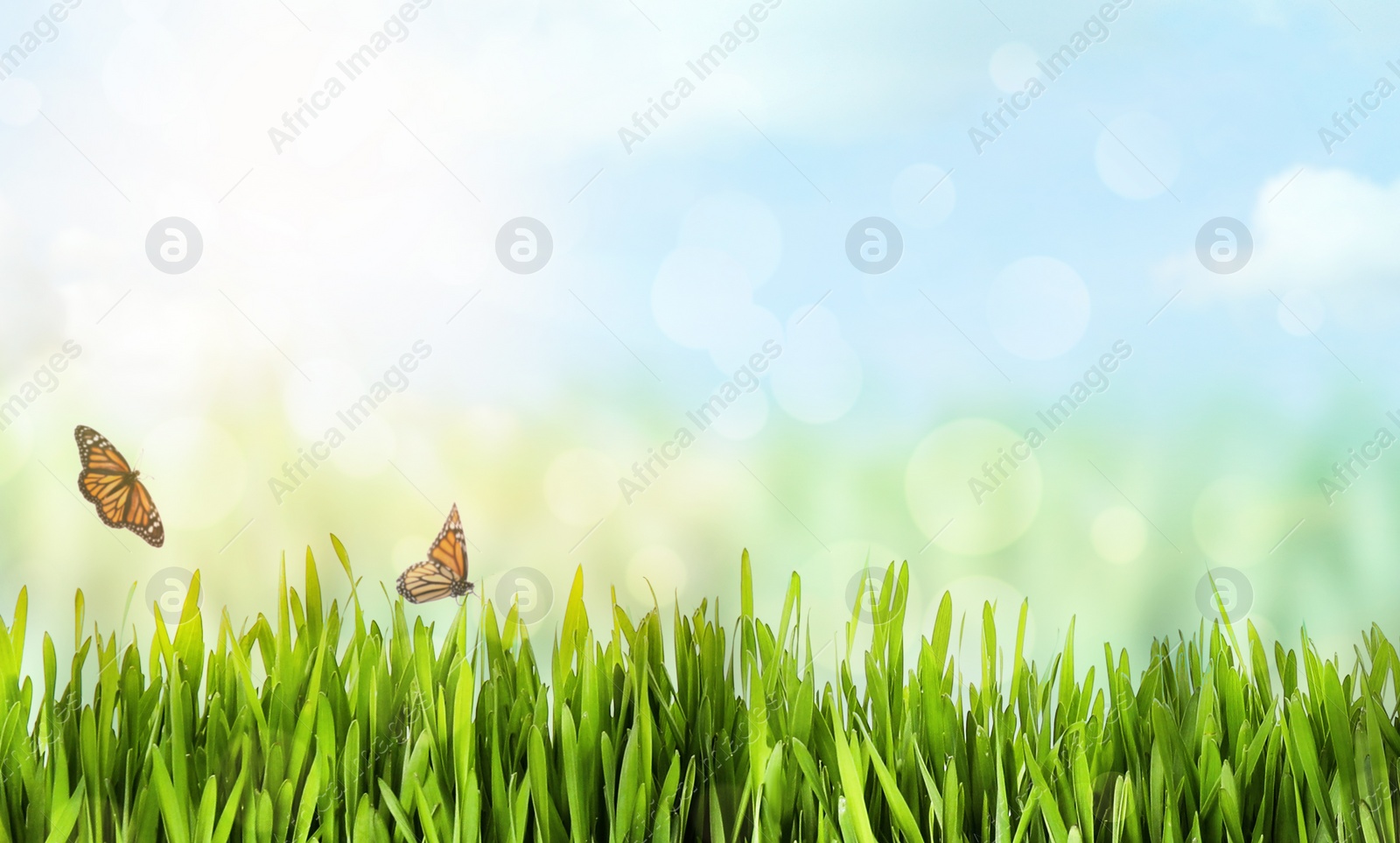 Image of Fresh green grass and butterflies on sunny day. Spring season