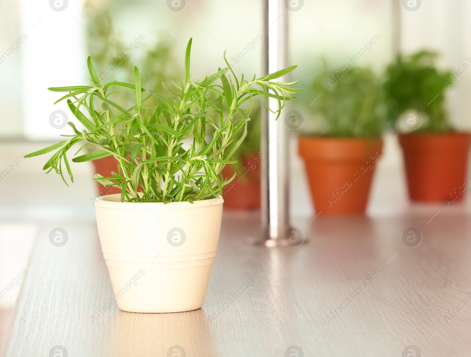 Photo of Pot with fresh rosemary bush on table