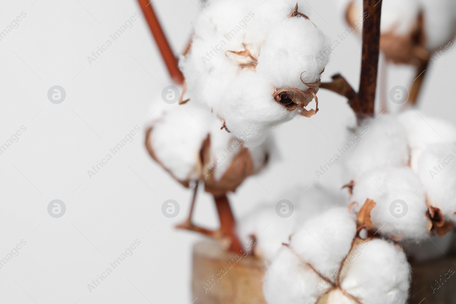 Photo of Cotton branches with fluffy flowers in vase on white background, closeup. Space for text