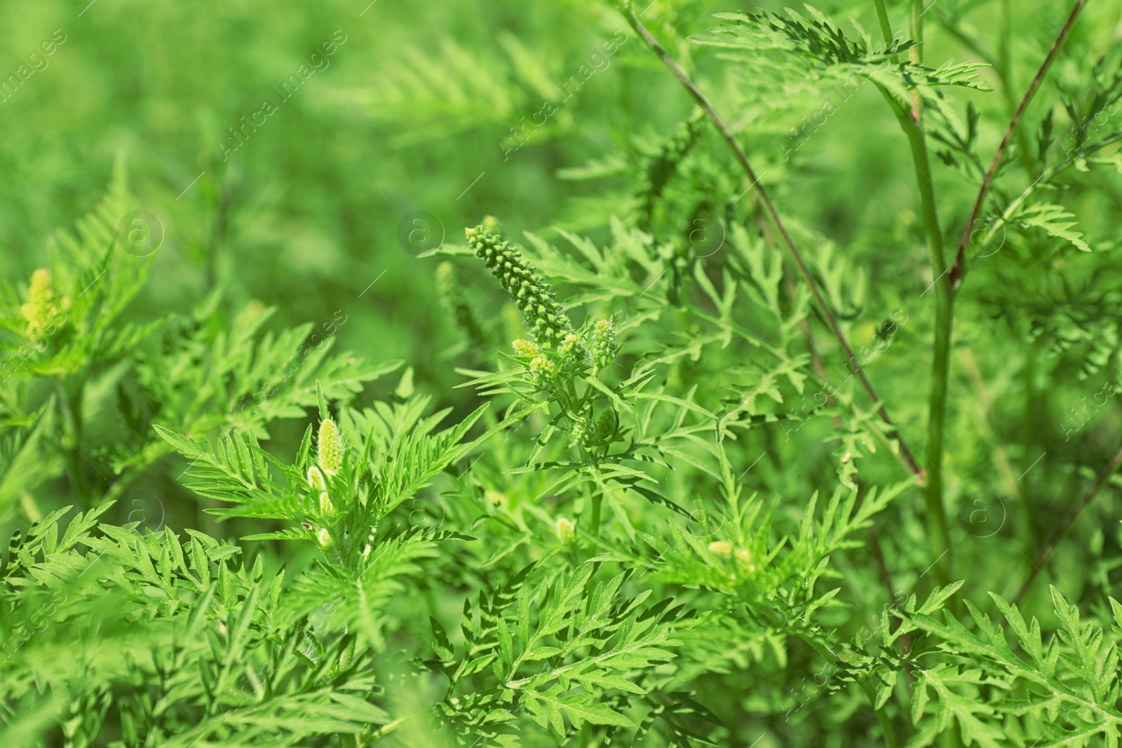 Photo of Blooming ragweed plant (Ambrosia genus) outdoors on sunny day. Seasonal allergy