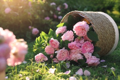 Photo of Overturned wicker basket with beautiful tea roses on green grass in garden
