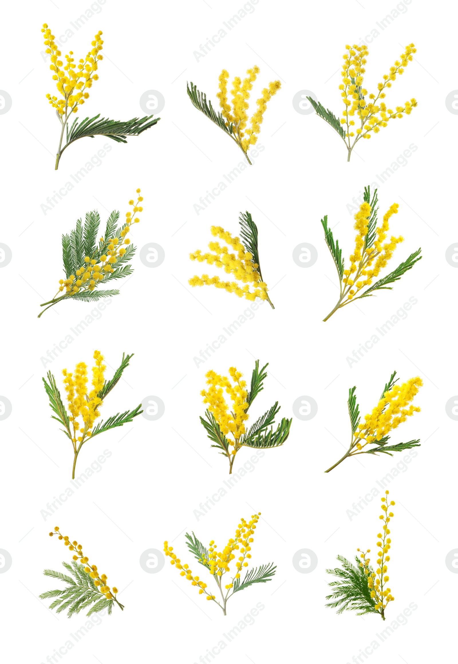 Image of Set with bright yellow mimosa flowers on white background