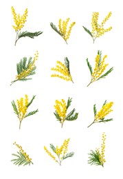 Image of Set with bright yellow mimosa flowers on white background