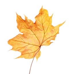 Photo of Beautiful autumn leaf on white background. Fall foliage