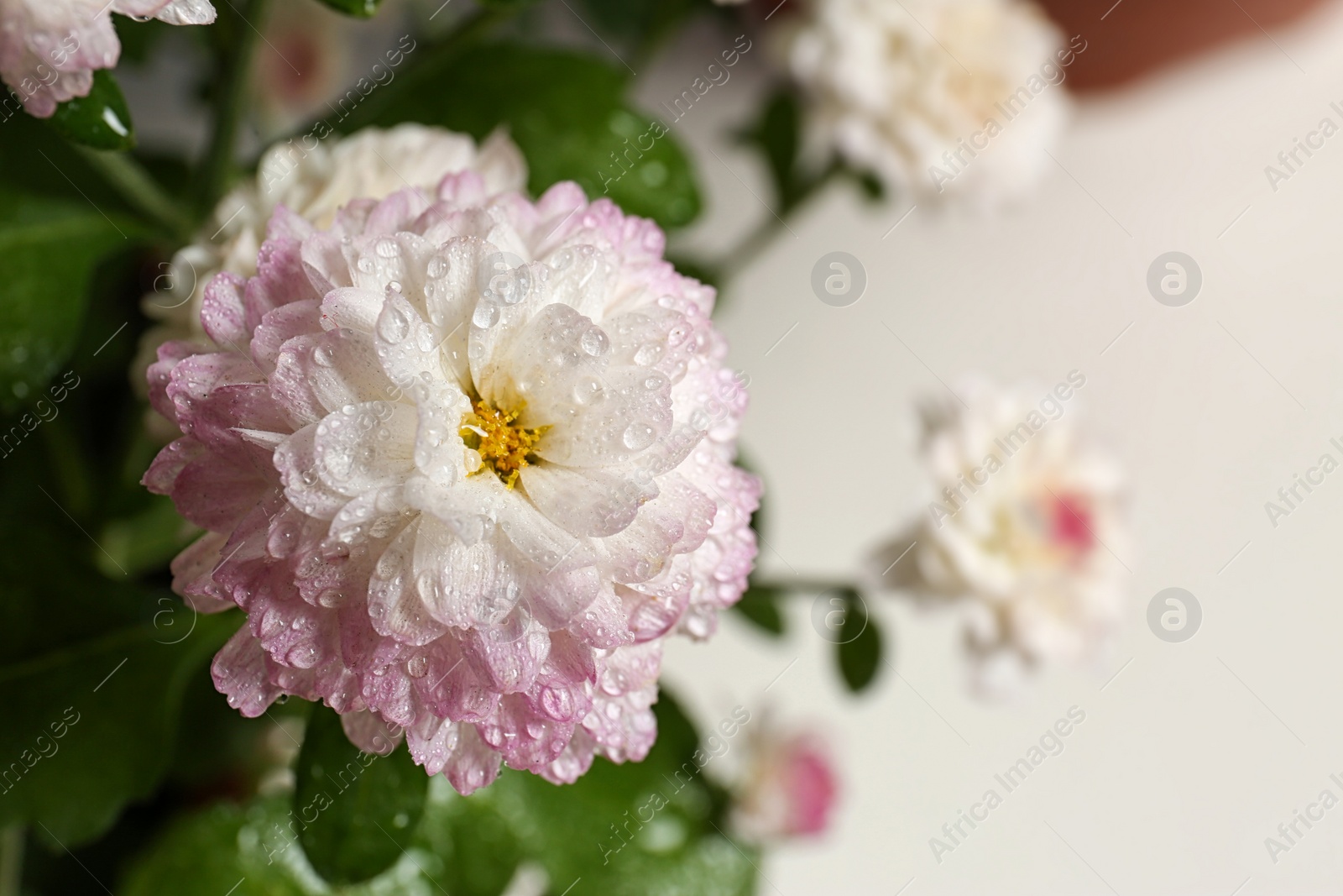 Photo of Beautiful colorful chrysanthemum flower with water drops on light background, closeup. Space for text