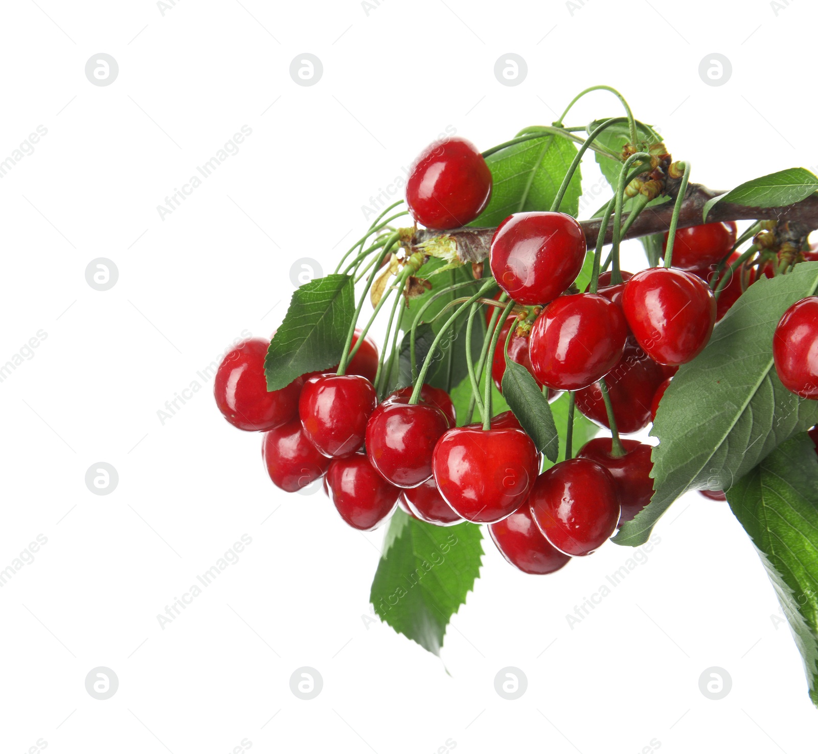 Photo of Branch with sweet red cherries on white background