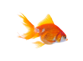 Beautiful bright small goldfish isolated on white