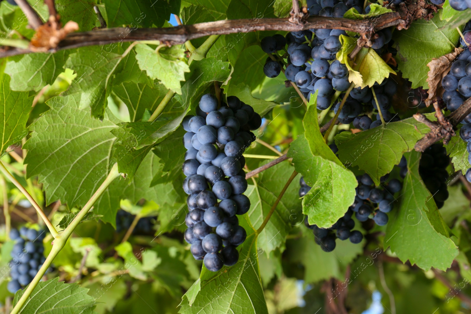 Photo of Ripe juicy grapes growing on branch in vineyard