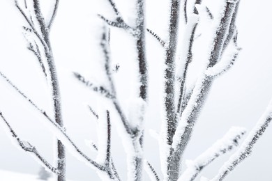 Beautiful tree branches covered with snow on winter day, closeup