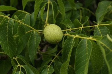 Green unripe walnut on tree branch outdoors, closeup