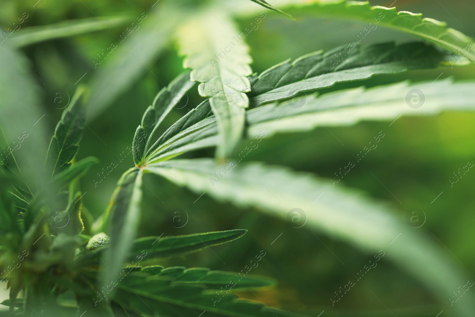 Photo of Green organic hemp on blurred background, closeup