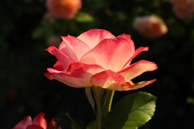 Photo of Beautiful blooming pink rose on blurred background, closeup