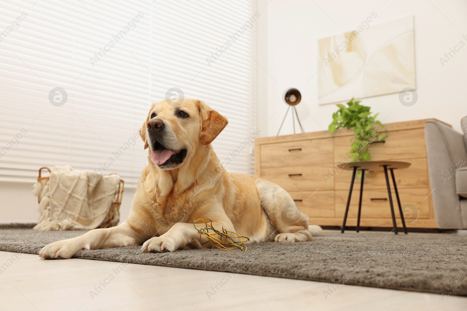 Photo of Naughty Labrador Retriever dog near damaged electrical wire at home. Space for text