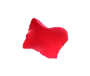 Tender red rose petal isolated on white