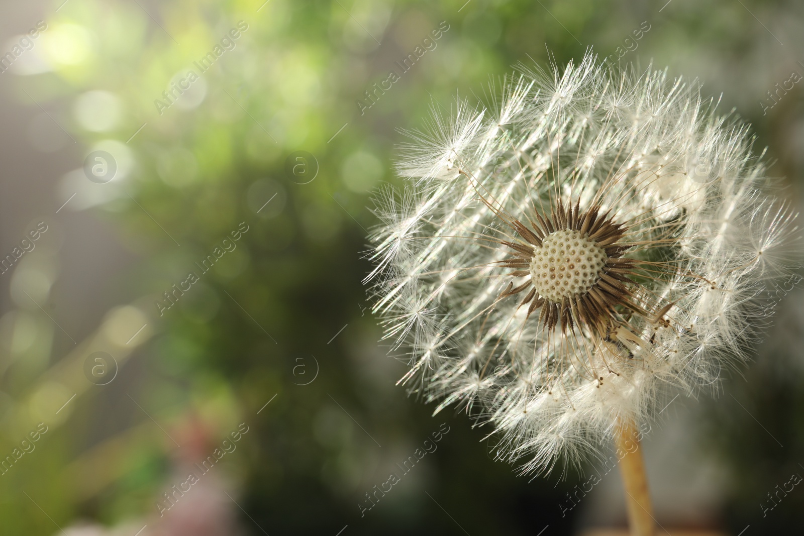 Photo of Beautiful dandelion flower on blurred green background, closeup. Space for text