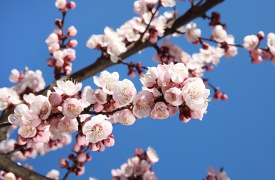 Closeup view of blossoming apricot tree on sunny day outdoors. Springtime