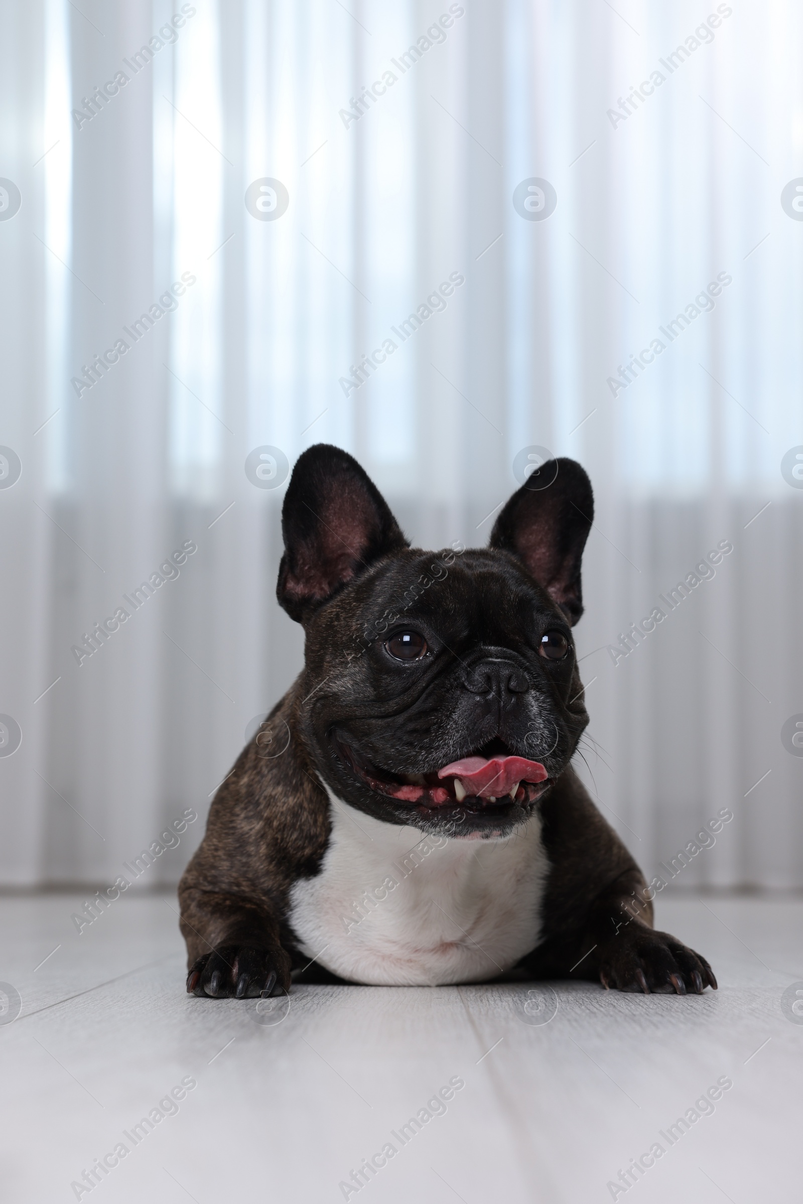 Photo of Adorable French Bulldog lying on floor indoors. Lovely pet