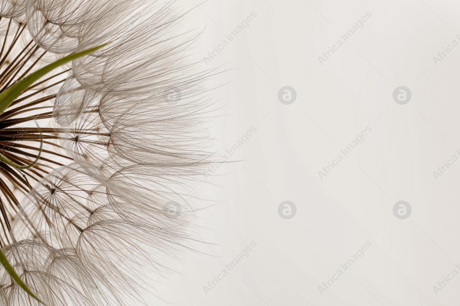 Photo of Beautiful fluffy dandelion flower on white background, closeup